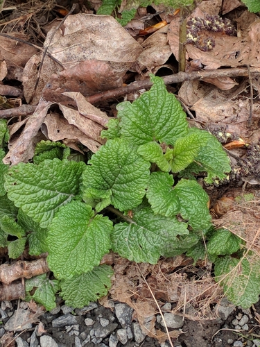 Melissa officinalis — foliage photograph