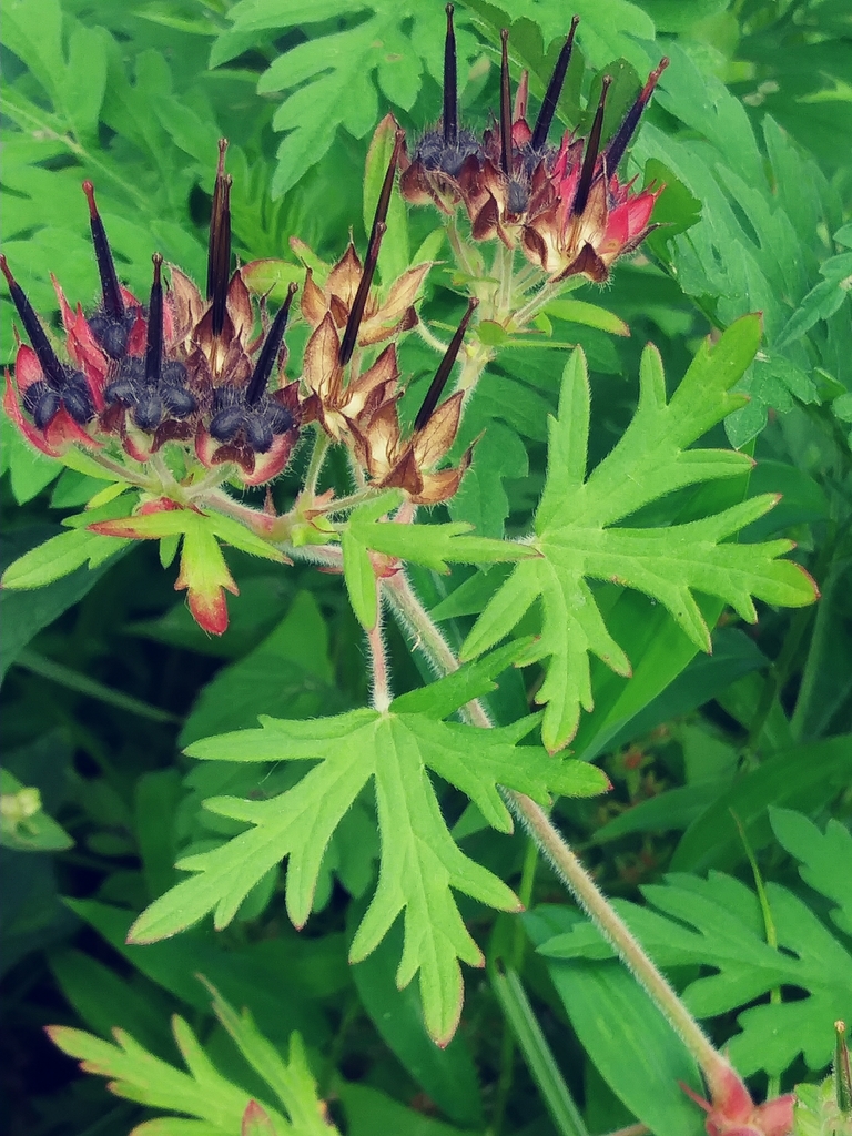 Geranium carolinianum — fruit photograph