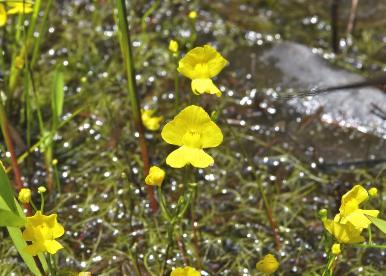 Utricularia striata — bloom photograph