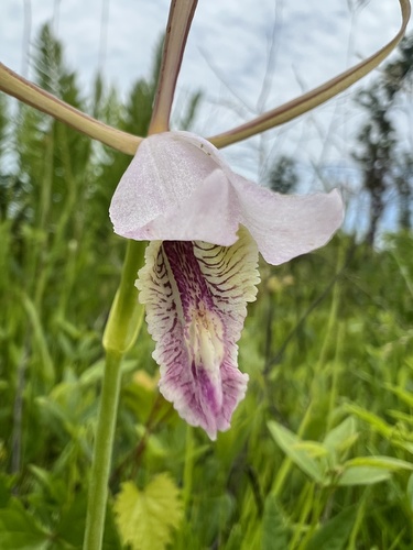 Cleistesiopsis bifaria — flower photograph