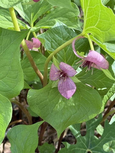 Trillium vaseyi — flower photograph