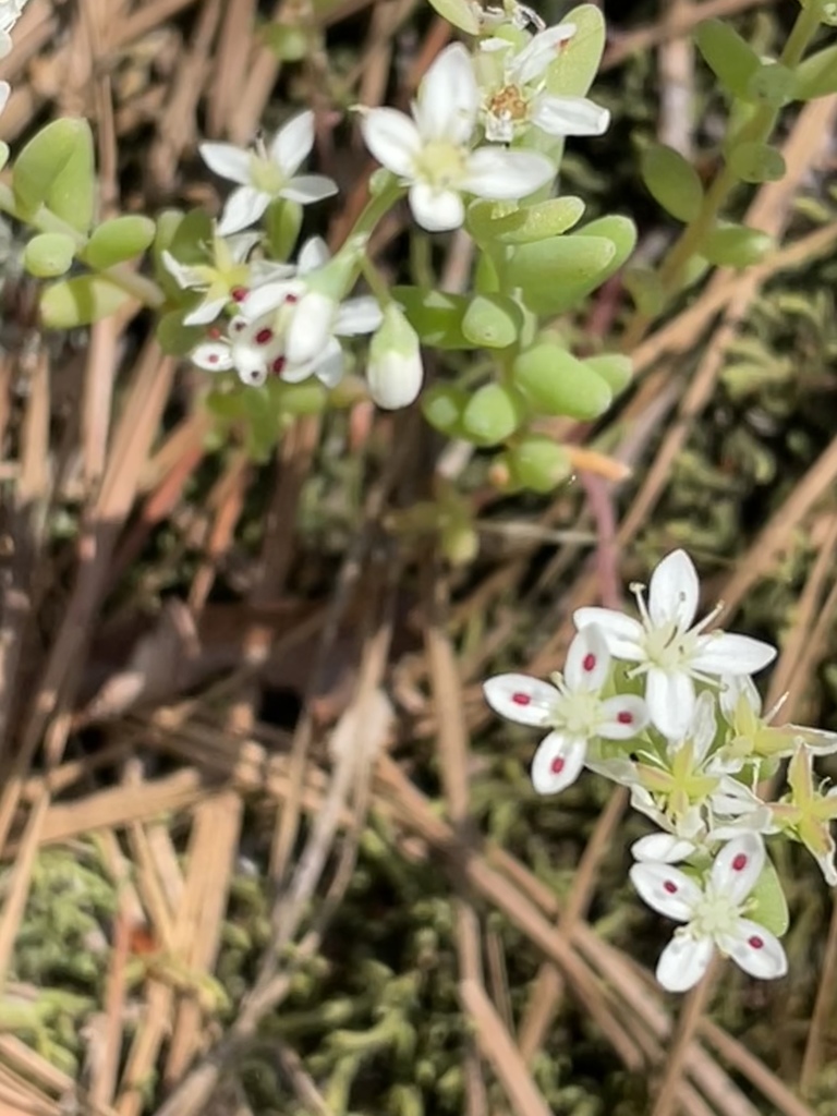 Sedum pusillum — bloom photograph