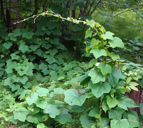Menispermum canadense — foliage photograph