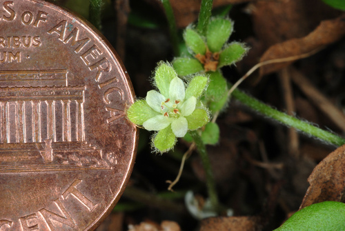 Dichondra carolinensis — flower photograph
