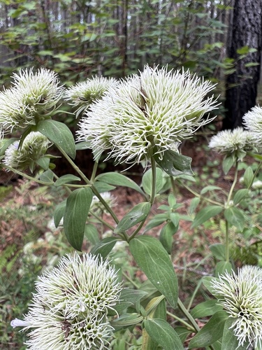 Pycnanthemum flexuosum — flower photograph