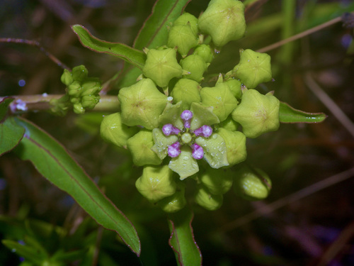 Asclepias viridis — flower photograph
