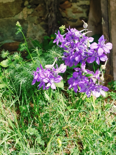 Delphinium ajacis — flower photograph