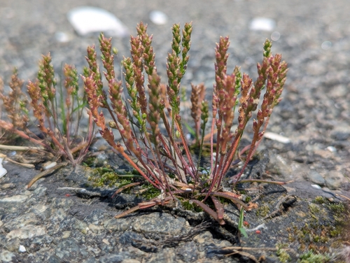 Plantago pusilla photograph