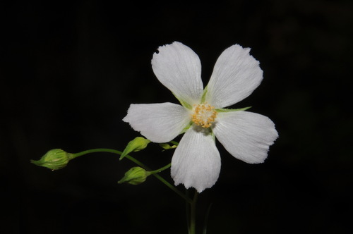 Callirhoe alcaeoides — flower photograph