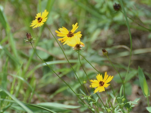 Coreopsis basalis — flower photograph