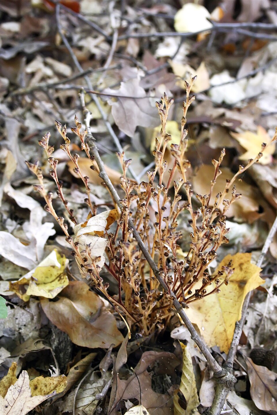 Epifagus virginiana — whole photograph
