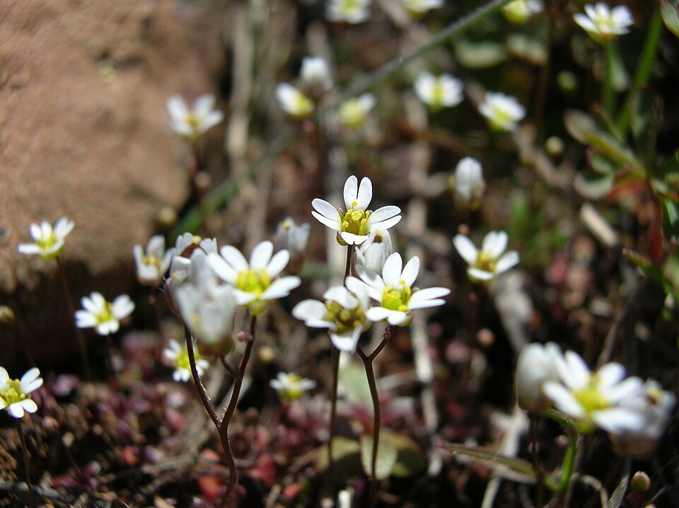 Draba verna — bloom photograph