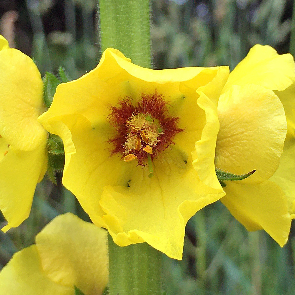 Verbascum virgatum — bloom photograph