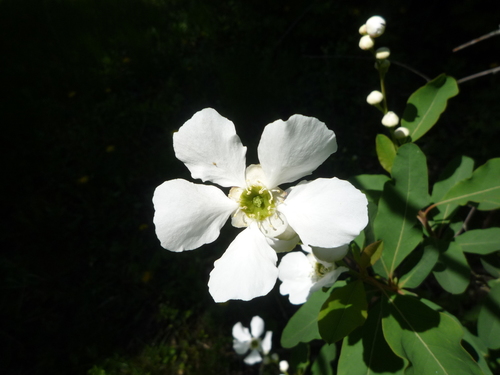Exochorda racemosa — flower photograph