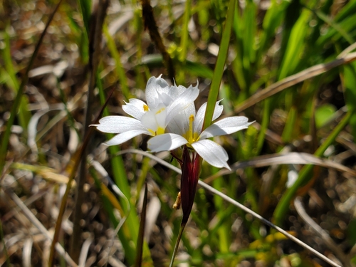 Sisyrinchium albidum — flower photograph