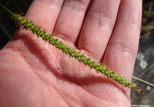 Setaria parviflora — fruit photograph