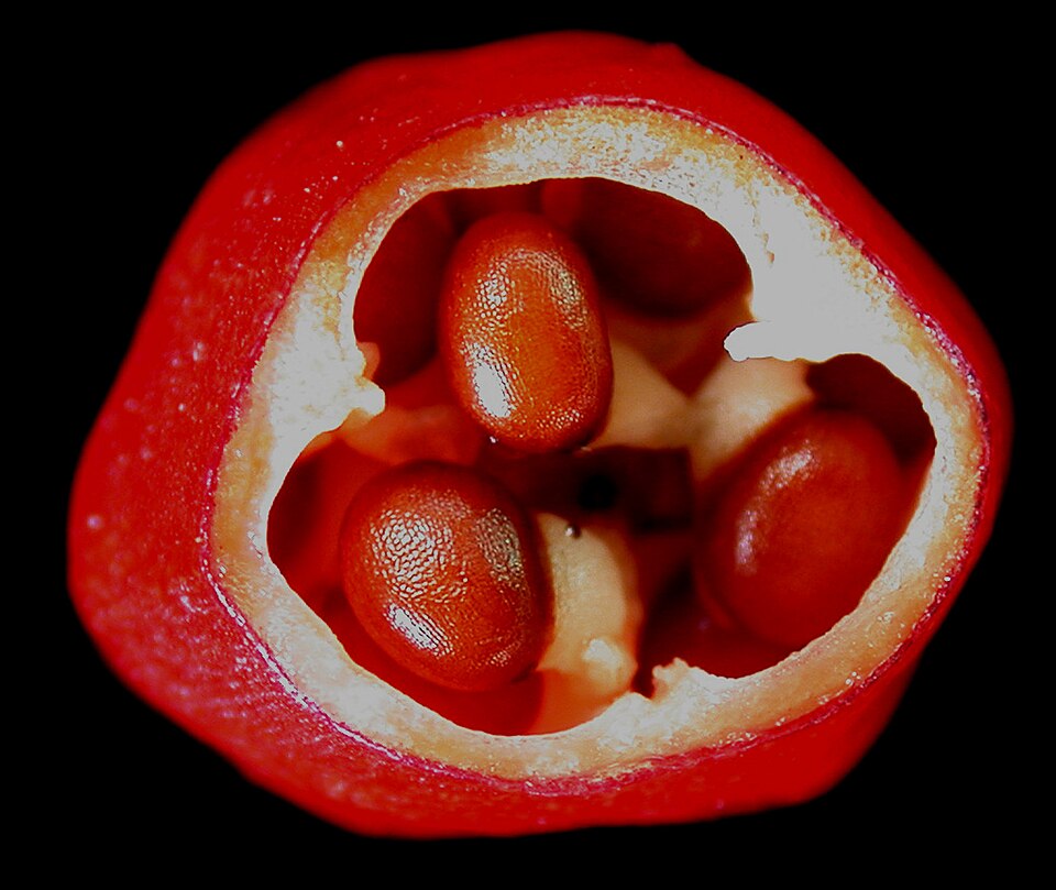 Trillidium undulatum — fruit photograph