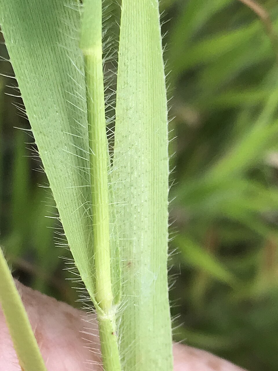 Amphicarpum amphicarpon — leaf photograph