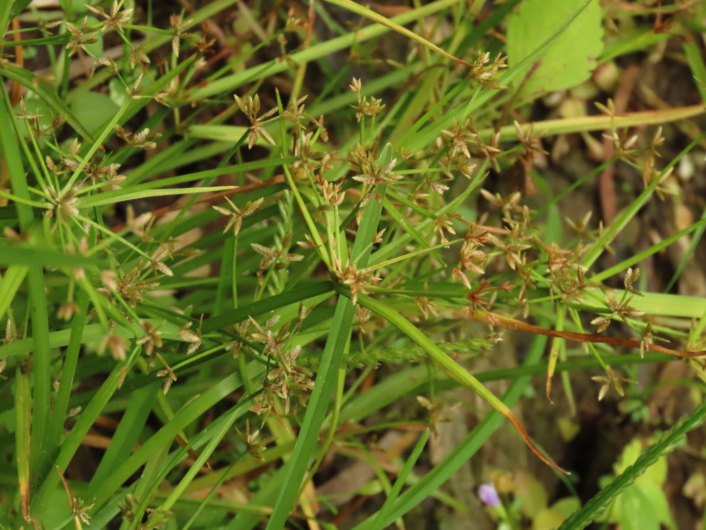 Cyperus haspan — whole photograph
