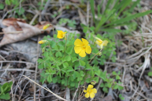 Oxalis macrantha — flower photograph