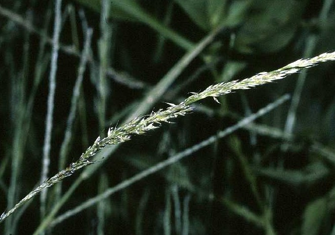 Muhlenbergia schreberi — fruit photograph