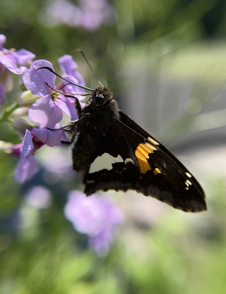 Silver-spotted Skipper