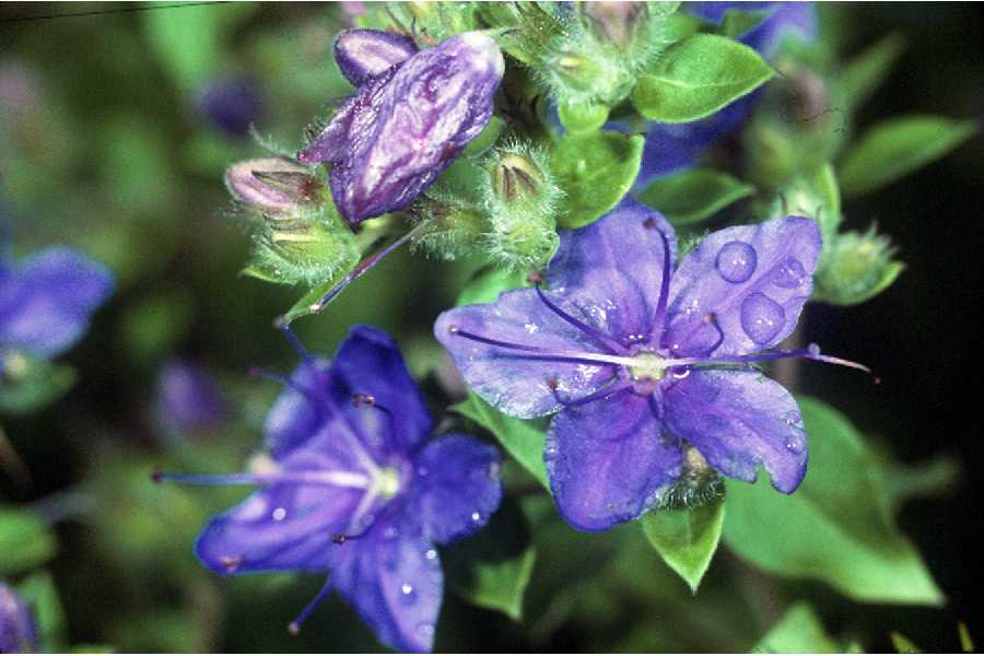 Hydrolea ovata — bloom photograph