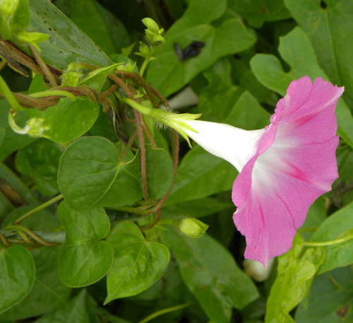 Ipomoea purpurea — whole photograph