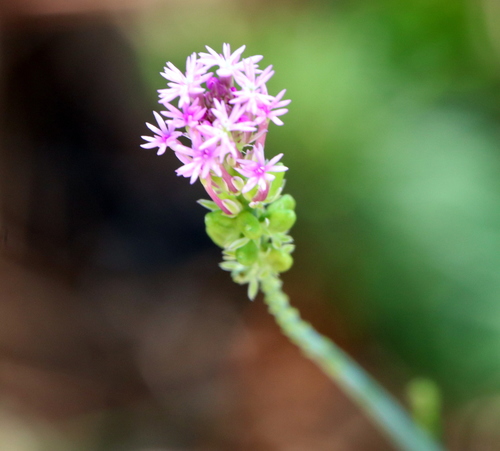 Senega incarnata — flower photograph