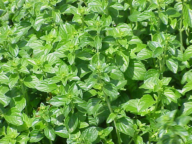 Calamintha nepeta — leaf photograph