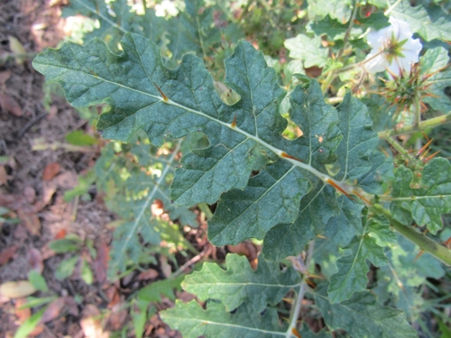 Solanum sisymbriifolium — foliage photograph