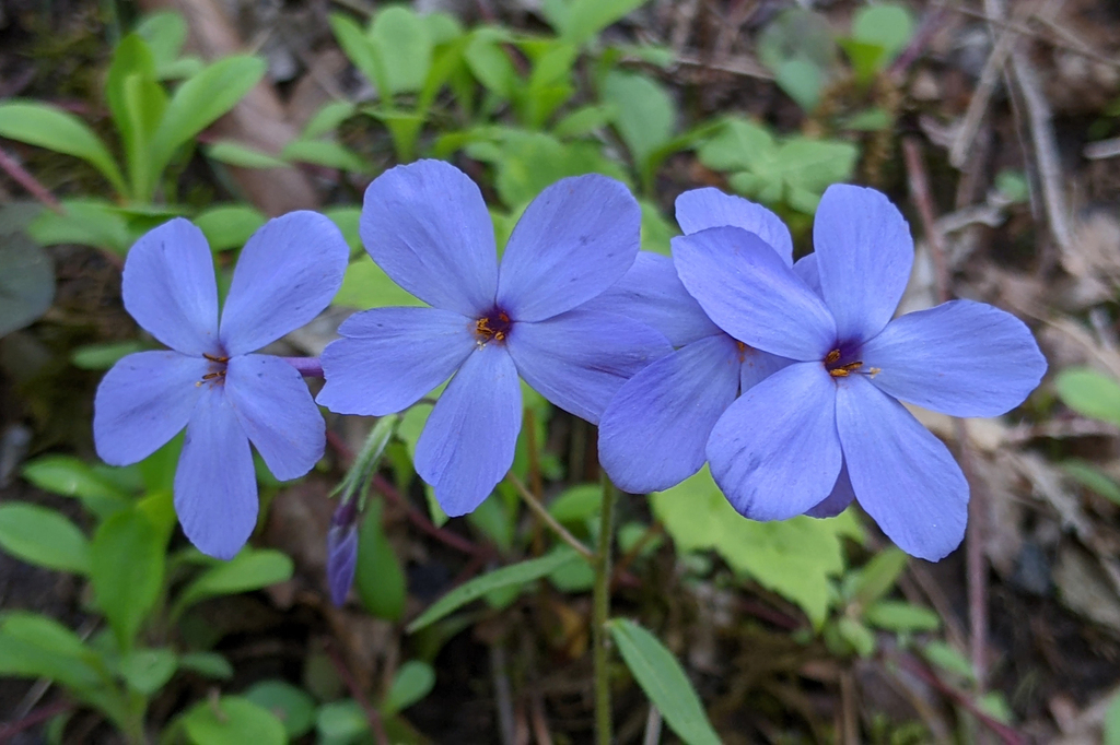Phlox stolonifera — bloom photograph