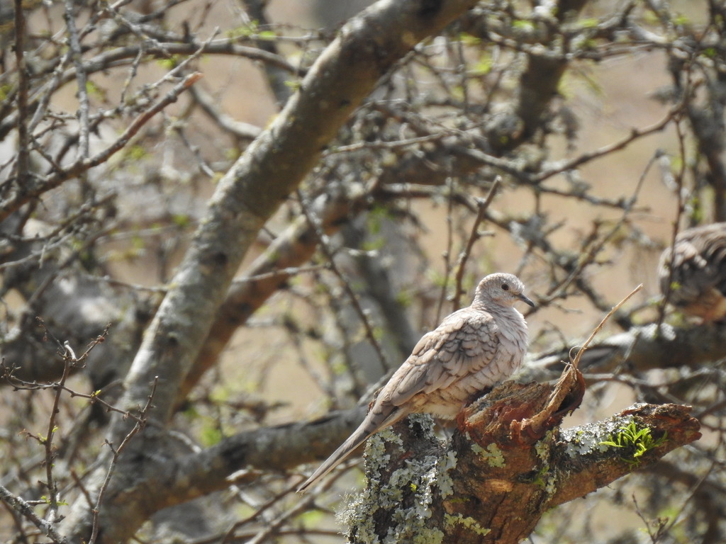 Adult Inca Dove, whole bird