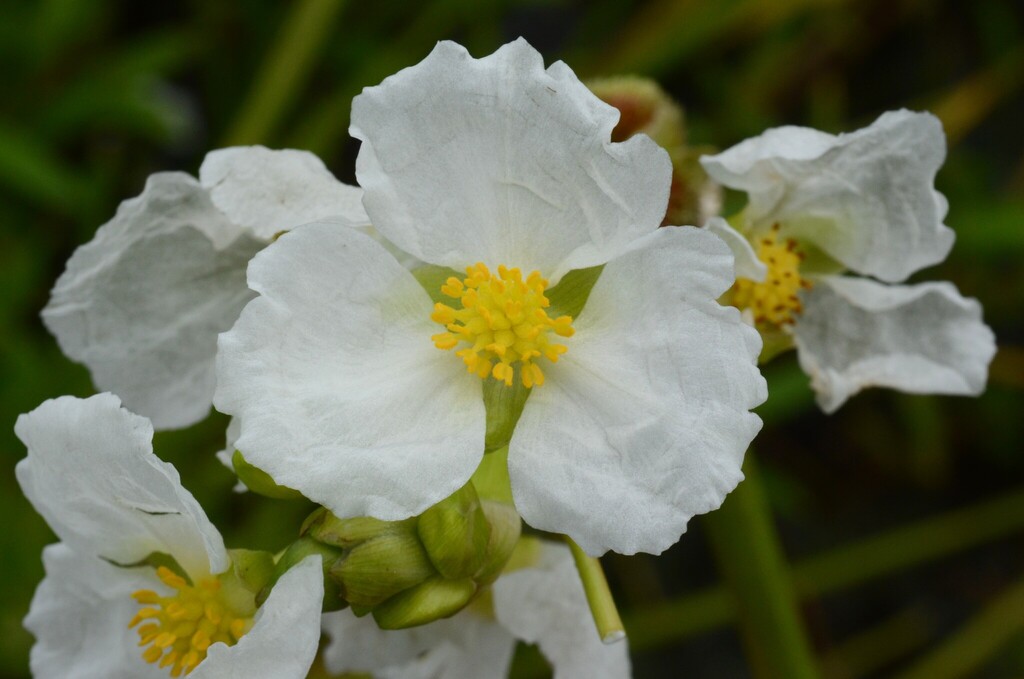 Sagittaria rigida — bloom photograph