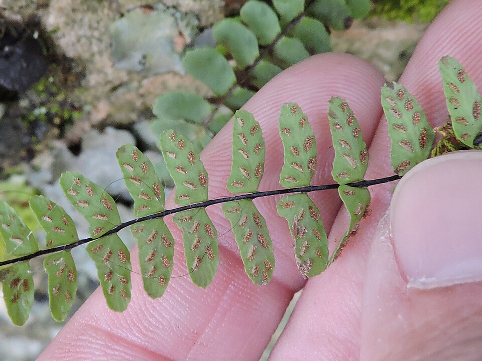 Asplenium resiliens — leaf photograph