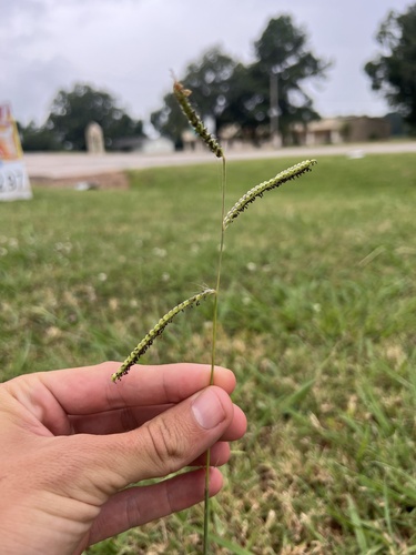 Paspalum dilatatum — flower photograph