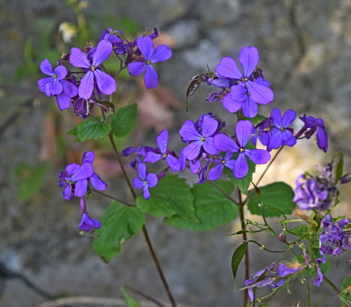Lunaria annua — flower photograph
