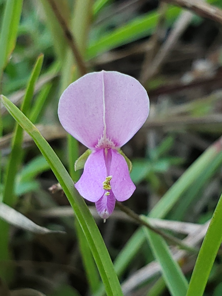 Galactia volubilis — bloom photograph