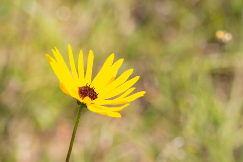 Helianthus heterophyllus — bloom photograph