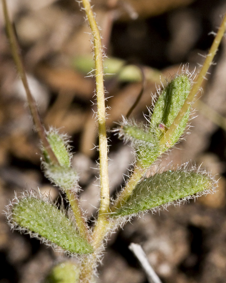 Tomostima reptans — leaf photograph