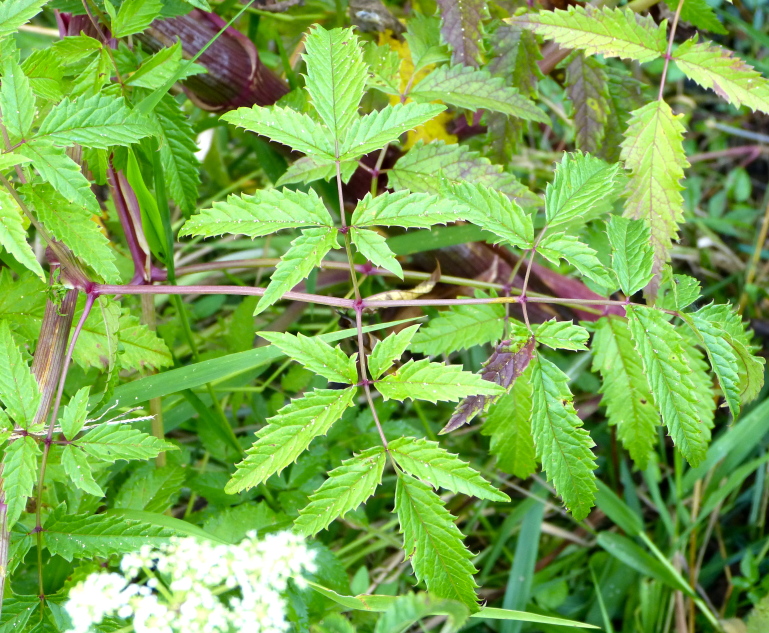 Cicuta maculata — leaf photograph