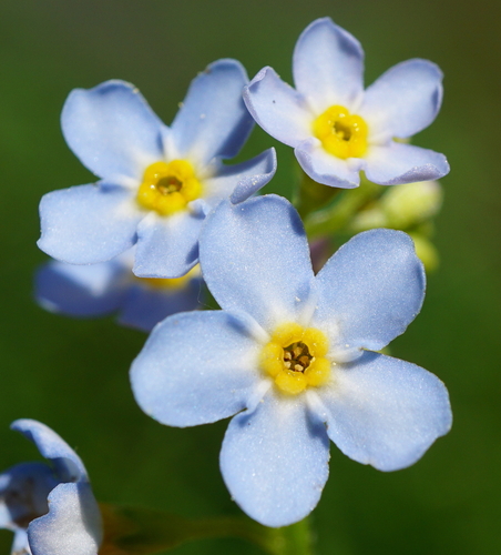 Myosotis scorpioides — flower photograph