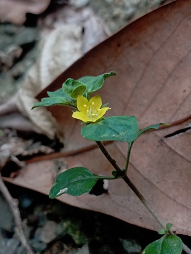 Lysimachia japonica — flower photograph