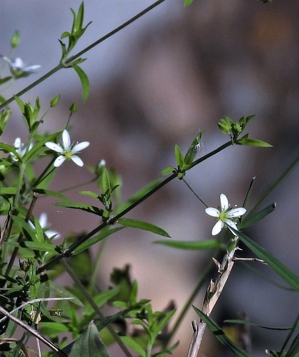 Arenaria lanuginosa — flower photograph