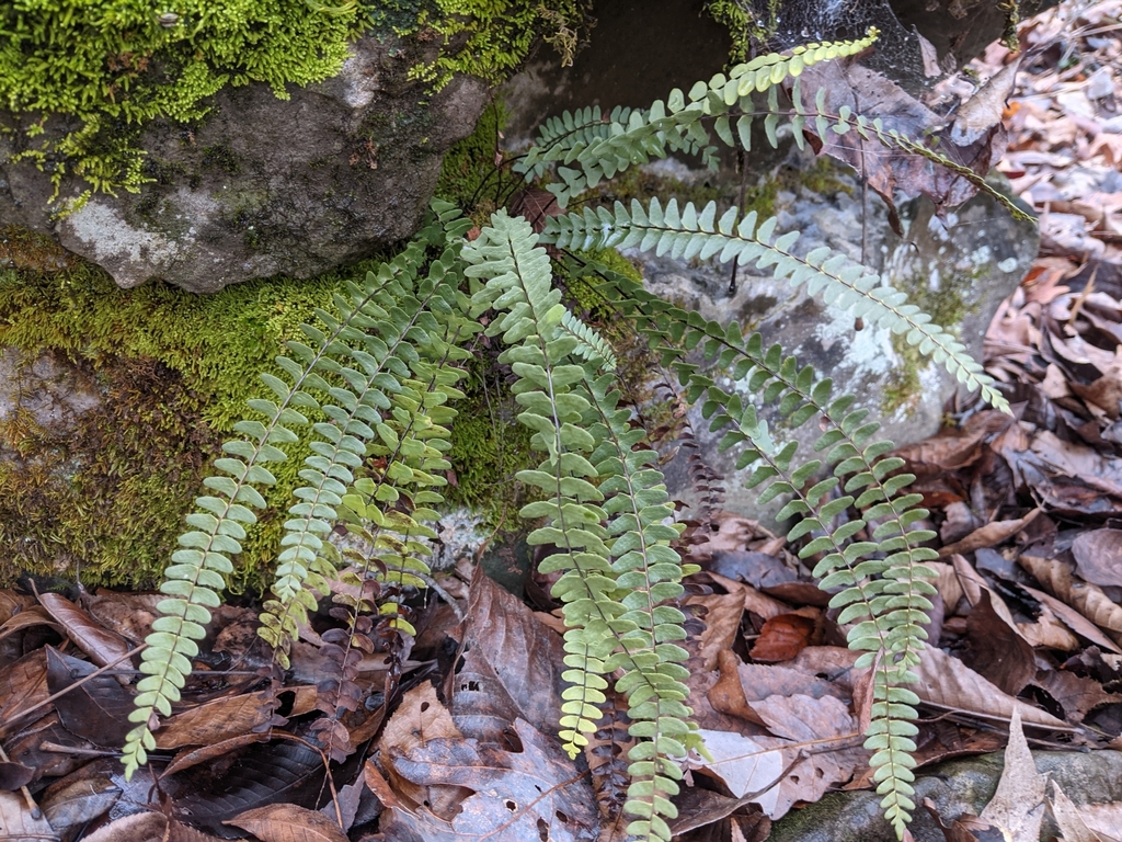 Asplenium resiliens — whole photograph