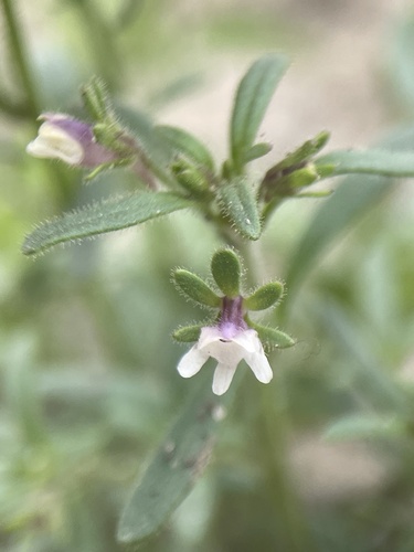 Chaenorhinum minus — flower photograph
