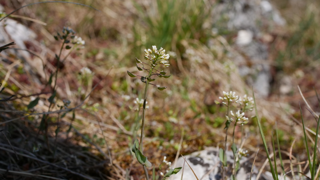 Noccaea perfoliata — bloom photograph