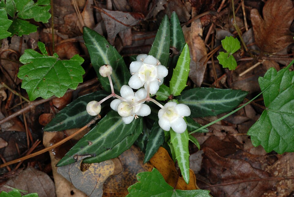 Chimaphila maculata — bloom photograph