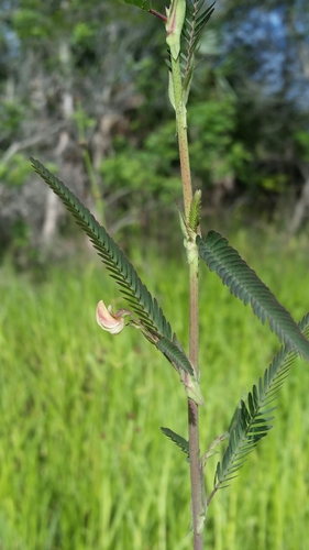 Aeschynomene indica — whole plant photograph