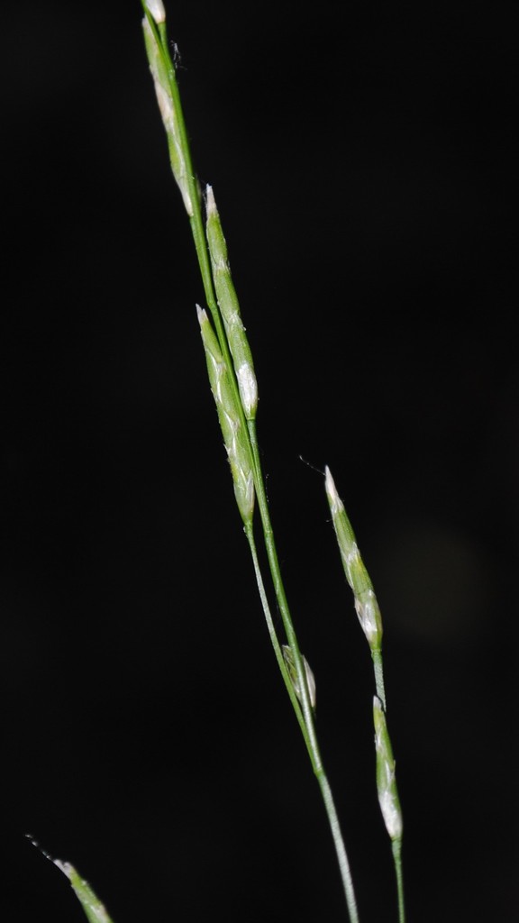Glyceria septentrionalis — fruit photograph